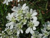 Minoan მაქმანი, თეთრი მაქმანი Flower