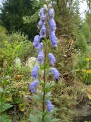 Trädgårdsblommor Stormhatt, Aconitum foto, egenskaper ljusblå