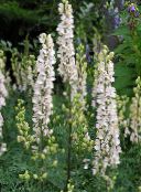Flores do Jardim Monkshood, Aconitum foto, características branco