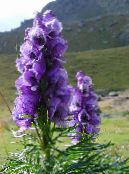 Trädgårdsblommor Stormhatt, Aconitum foto, egenskaper violett
