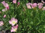 Buttercup Alb, Evening Primrose Pal (Oenothera) roz, caracteristici, fotografie