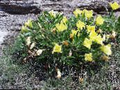 Dārza Ziedi Balts Gundega, Gaiši Naktssveces, Oenothera foto, raksturlielumi dzeltens