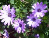 园林花卉 雏菊，海角雏菊, Osteospermum 照片, 特点 紫丁香