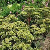 Bahçe çiçekleri Gösterişli Stonecrop, Hylotelephium spectabile fotoğraf, özellikleri yeşil