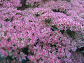 Tuin Bloemen Showy Stonecrop, Hylotelephium spectabile foto, karakteristieken lila
