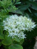 Trädgårdsblommor Prålig Fetknopp, Hylotelephium spectabile foto, egenskaper vit
