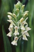Marsh Orchid, Spotted Orchid (Dactylorhiza) white, characteristics, photo