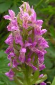Puutarhakukat Marsh Orkidea, Täplikäs Orkidea, Dactylorhiza kuva, ominaisuudet pinkki
