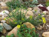 Have Blomster Kurv Af Guld, Alyssum foto, egenskaber gul