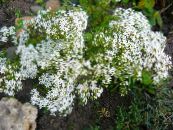 Dārza Ziedi Stonecrop, Sedum foto, raksturlielumi balts