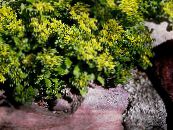 庭の花 マンネングサ, Sedum フォト, 特性 黄