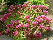 Trädgårdsblommor Fetknopp, Sedum foto, egenskaper rosa