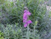 Flores do Jardim Foothill Penstemon, Penstemon Chaparral, Bunchleaf Penstemon, Penstemon x hybr, foto, características lilás