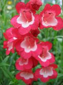 Λουλούδια κήπου Στους Πρόποδες Penstemon, Θάμνος Penstemon, Bunchleaf Penstemon, Penstemon x hybr, φωτογραφία, χαρακτηριστικά κόκκινος