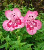 Λουλούδια κήπου Στους Πρόποδες Penstemon, Θάμνος Penstemon, Bunchleaf Penstemon, Penstemon x hybr, φωτογραφία, χαρακτηριστικά ροζ
