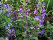 Záhradné kvety Predhoria Penstemon, Chaparral Penstemon, Bunchleaf Penstemon, Penstemon x hybr, fotografie, vlastnosti fialový
