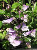 Flores do Jardim Penstemon Oriental, Beardtongue Peludo foto, características lilás