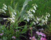 Flores do Jardim Penstemon Oriental, Beardtongue Peludo foto, características branco