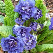 Zahradní květiny Petrklíč, Primula fotografie, charakteristiky modrý
