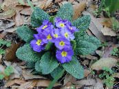 Градински цветове Безстъблена Иглика, Primula снимка, характеристики светло синьо