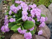  报春花, Primula 照片, 特点 紫丁香