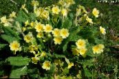 Zahradní květiny Petrklíč, Primula fotografie, charakteristiky žlutý