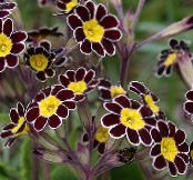 Безстъблена Иглика (Primula) черно, характеристики, снимка