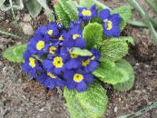 Градински цветове Безстъблена Иглика, Primula снимка, характеристики син