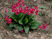 Градински цветове Безстъблена Иглика, Primula снимка, характеристики червен