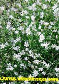 庭の花 チュニック花, Petrorhagia フォト, 特性 ホワイト