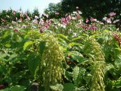 Zahradní květiny Amaranthus, Láska-Lži-Krvácení, Kiwicha, Amaranthus caudatus fotografie, charakteristiky zelená