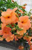 Petunia  oranžna, značilnosti, fotografija