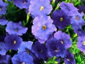 I fiori da giardino Petunia foto, caratteristiche blu