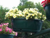 Градински цветове Петуния, Petunia снимка, характеристики жълт