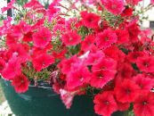 Градински цветове Петуния, Petunia снимка, характеристики червен