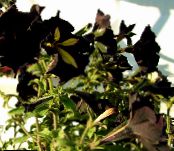 ბაღის ყვავილები Petunia ფოტო, მახასიათებლები შავი