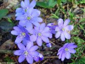 Kerti Virágok Liverleaf, Májmoha Roundlobe Hepatica, Hepatica nobilis, Anemone hepatica fénykép, jellemzők világoskék