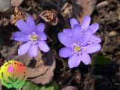 Градински цветове Liverleaf, Гълъбови Очички, Roundlobe Hepatica, Hepatica nobilis, Anemone hepatica снимка, характеристики люляк