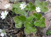 Liverleaf, Liverwort, Roundlobe Hepatica (Hepatica nobilis, Anemone hepatica) hvítur, einkenni, mynd