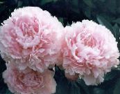 Bujor (Paeonia) roz, caracteristici, fotografie
