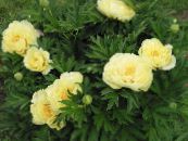 Zahradní květiny Pivoňka, Paeonia fotografie, charakteristiky žlutý