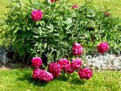 Have Blomster Pæon, Paeonia foto, egenskaber rød