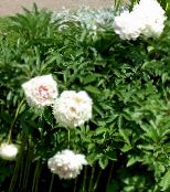 Dārza Ziedi Peonija, Paeonia foto, raksturlielumi balts