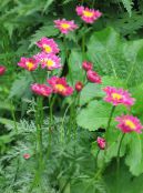 Daisy Pictat, Pene De Aur, Feverfew De Aur (Pyrethrum hybridum, Tanacetum coccineum, Tanacetum parthenium) roz, caracteristici, fotografie