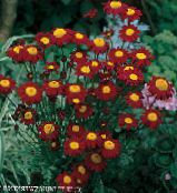 Sodo Gėlės Dažytos Daisy, Aukso Plunksnų, Aukso Skaistenis, Pyrethrum hybridum, Tanacetum coccineum, Tanacetum parthenium nuotrauka, charakteristikos bordo