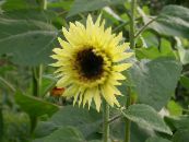 Dārza Ziedi Saulespuķe, Helianthus annus foto, raksturlielumi dzeltens