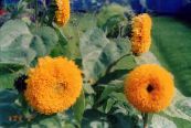 Kerti Virágok Napraforgó, Helianthus annus fénykép, jellemzők narancs
