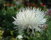 庭の花 Amberboa、甘いスルタン フォト, 特性 ホワイト