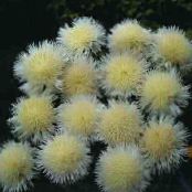 庭の花 Amberboa、甘いスルタン フォト, 特性 黄