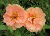 Saulė Augalas, Portulaca, Rožė Samanų (Portulaca grandiflora) rožinis, charakteristikos, nuotrauka